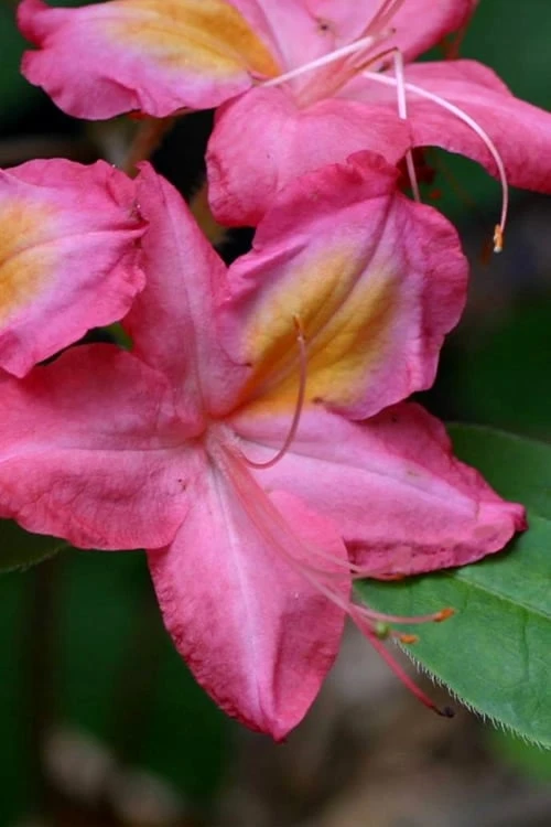 Country Cousin Pink Aromi Azalea (Rhododendron Hybrid) - 1 Gallon Pot 1 Country Cousin Pink Aromi Azalea (Rhododendron Hybrid) - 1 Gallon Pot
