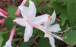 Coastal Azalea (Rhododendron Atlanticum) - 3 Gallon Pot -Bloom Haven rhododendron atlanticum coastal azalea 8