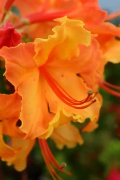 Andrew J. Boike Alabama Flame Native Azalea Azalea - 3 Gallon Pot -Bloom Haven rhododendron austrinum andrew j boike native azalea 3