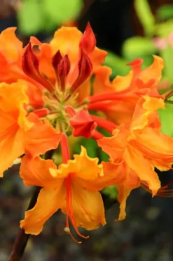 Andrew J. Boike Alabama Flame Native Azalea Azalea - 3 Gallon Pot -Bloom Haven rhododendron austrinum andrew j boike native azalea 5