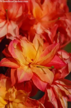Father Ryan Oconee Native Azalea - 3 Gallon Pot -Bloom Haven rhododendron flammeum father ryan 7