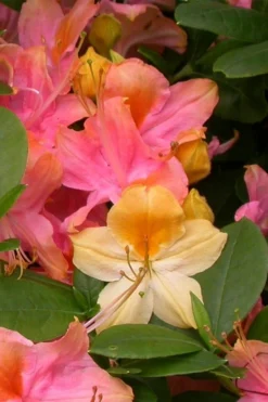 Garden Rainbow Tricolor Azalea (Rhododendron) - 6 Pack Of 1 Gallon Pots 8 Garden Rainbow Tricolor Azalea (Rhododendron) - 6 Pack Of 1 Gallon Pots -Bloom Haven rhododendron garden rainbow native azalea 3
