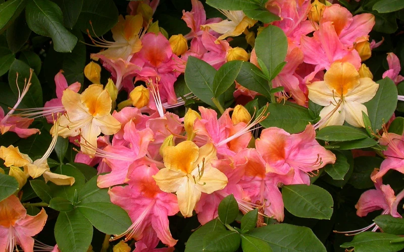 Garden Rainbow Tricolor Azalea (Rhododendron) - 6 Pack Of 1 Gallon Pots 5 Garden Rainbow Tricolor Azalea (Rhododendron) - 6 Pack Of 1 Gallon Pots - Image 5