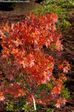 Pat Ryan Aromi Azalea (Rhododendron Hybrid) - 3 Gallon Pot -Bloom Haven rhododendron pat ryan native azalea 104