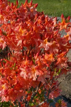 Pat Ryan Aromi Azalea (Rhododendron Hybrid) - 3 Gallon Pot -Bloom Haven rhododendron pat ryan native azalea 106