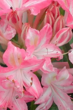 Ribbon Candy Swamp Azalea (Rhododendron Viscosum) - 3 Gallon Pot -Bloom Haven rhododendron viscosum ribbon candy swamp azalea 1