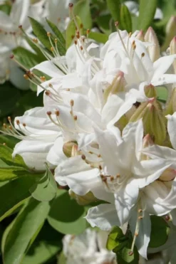Swamp Azalea (Rhododendron Viscosum) - 3 Gallon Pot -Bloom Haven rhododendron viscosum swamp azalea 1