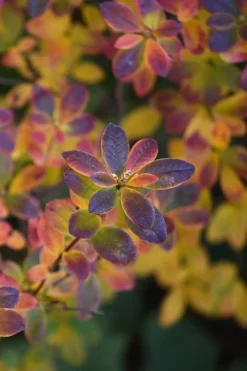 Swamp Azalea (Rhododendron Viscosum) - 1 Gallon Pot 15 Swamp Azalea (Rhododendron Viscosum) - 1 Gallon Pot -Bloom Haven rhododendron viscosum swamp azalea 2 1