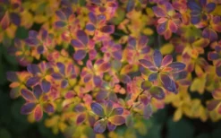 Ribbon Candy Swamp Azalea (Rhododendron Viscosum) - 3 Gallon Pot -Bloom Haven rhododendron viscosum swamp azalea 3