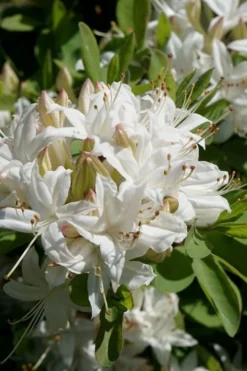 Swamp Azalea (Rhododendron Viscosum) - 3 Gallon Pot -Bloom Haven rhododendron viscosum swamp azalea 5