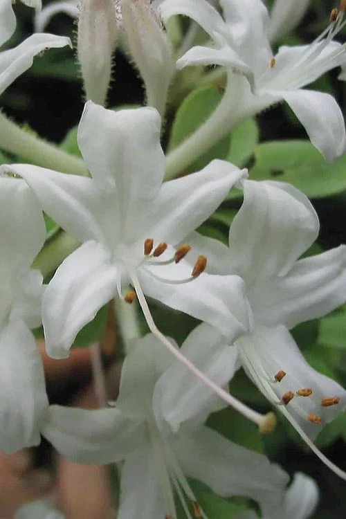Swamp Azalea (Rhododendron Viscosum) - 1 Gallon Pot 1 Swamp Azalea (Rhododendron Viscosum) - 1 Gallon Pot