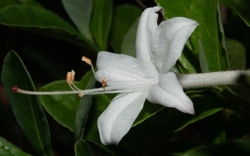 Swamp Azalea (Rhododendron Viscosum) - 1 Gallon Pot 7 Swamp Azalea (Rhododendron Viscosum) - 1 Gallon Pot - Image 7