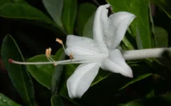 Swamp Azalea (Rhododendron Viscosum) - 3 Gallon Pot -Bloom Haven rhododendron viscosum swamp azalea 8