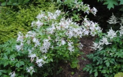 Swamp Azalea (Rhododendron Viscosum) - 3 Gallon Pot -Bloom Haven rhododendron viscosum swamp azalea 9