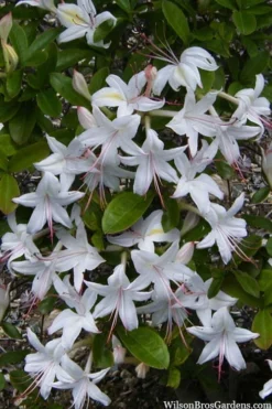 Weston's Innocence Fragrant Swamp Azalea (Rhododendron) - 3 Gallon Pot