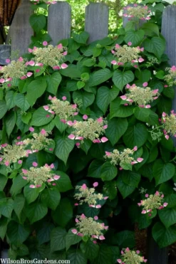 Rose Sensation Pink Climbing Hydrangea Vine - 3 Gallon Pot -Bloom Haven schizophragma hydrangeoides rose sensation climbing hydrangea 104 1