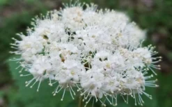 Maple Leaf Viburnum - 3 Gallon Pot 19 Maple Leaf Viburnum - 3 Gallon Pot -Bloom Haven viburnum acerifolium maple leaf 15 2