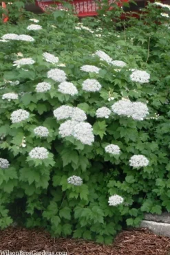 Maple Leaf Viburnum - 3 Gallon Pot 14 Maple Leaf Viburnum - 3 Gallon Pot -Bloom Haven viburnum acerifolium maple leaf 16 2