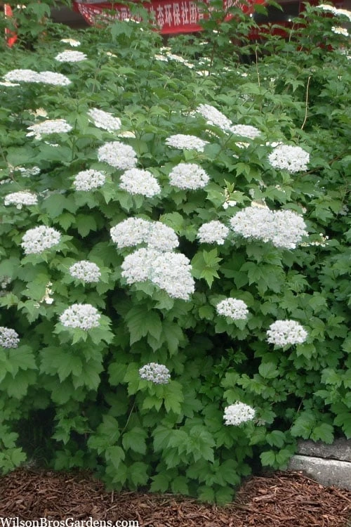 Maple Leaf Viburnum - 3 Gallon Pot 4 Maple Leaf Viburnum - 3 Gallon Pot - Image 4