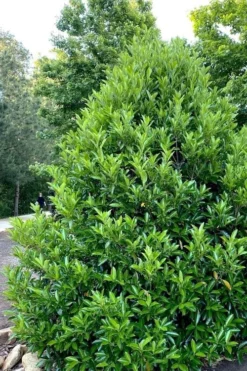 Mirror Leaf Sweet Viburnum - 3 Gallon Pot -Bloom Haven viburnum awabuki chindo 3 1