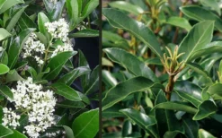 Mirror Leaf Sweet Viburnum - 1 Gallon Pot -Bloom Haven viburnum awabuki chindo 4 2