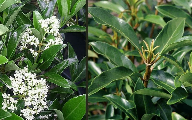 Mirror Leaf Sweet Viburnum - 7 Gallon Pot (3-4') 5 Mirror Leaf Sweet Viburnum - 7 Gallon Pot (3-4') - Image 5