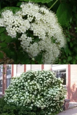 Arrowwood Viburnum - 3 Gallon Pot -Bloom Haven viburnum dentatum arrowwood 3