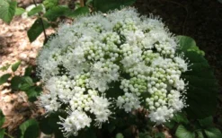 Arrowwood Viburnum - 3 Gallon Pot -Bloom Haven viburnum dentatum arrowwood 5