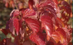 Arrowwood Viburnum - 3 Gallon Pot -Bloom Haven viburnum dentatum arrowwood 9