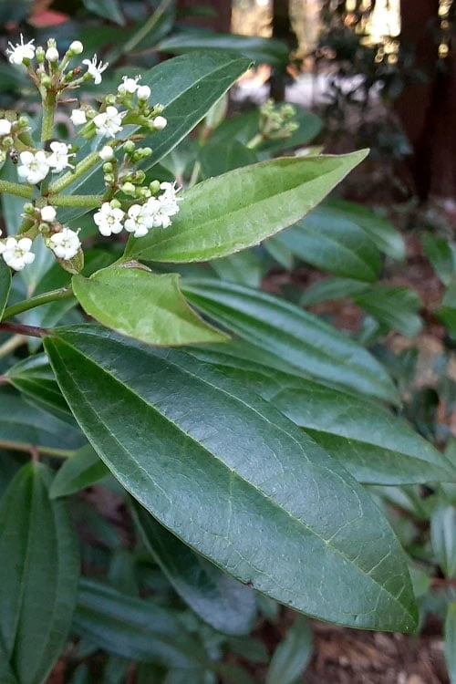Moonlit Lace Viburnum - 3 Gallon Pot 5 Moonlit Lace Viburnum - 3 Gallon Pot - Image 5