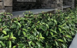 Moonlit Lace Viburnum - 3 Gallon Pot 9 Moonlit Lace Viburnum - 3 Gallon Pot -Bloom Haven viburnum moonlit lace 9