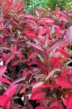 Winterthur Viburnum - 1 Gallon Pot -Bloom Haven viburnum nudum winterthur 100