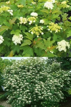 Dwarf European Cranberry Bush - 5 Gallon Pot 17 Dwarf European Cranberry Bush - 5 Gallon Pot -Bloom Haven viburnum opulus compactum dwarf european cranberry bush 10 1