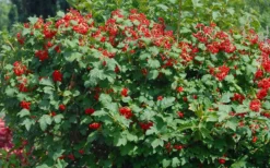 Dwarf European Cranberry Bush - 5 Gallon Pot 14 Dwarf European Cranberry Bush - 5 Gallon Pot -Bloom Haven viburnum opulus compactum dwarf european cranberry bush 2 1