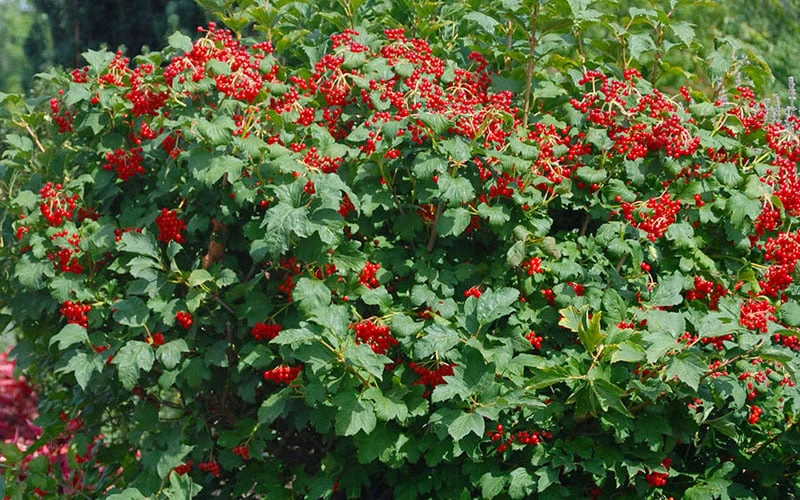 Dwarf European Cranberry Bush - 1 Gallon Pot 6 Dwarf European Cranberry Bush - 1 Gallon Pot - Image 6