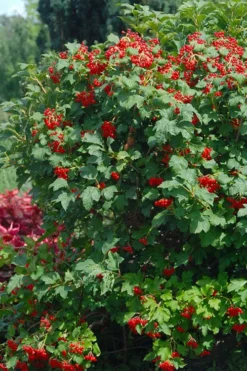 Dwarf European Cranberry Bush - 5 Gallon Pot 12 Dwarf European Cranberry Bush - 5 Gallon Pot -Bloom Haven viburnum opulus compactum dwarf european cranberry bush 3 1