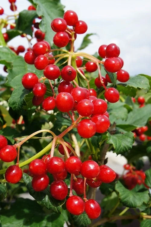 Dwarf European Cranberry Bush - 5 Gallon Pot 1 Dwarf European Cranberry Bush - 5 Gallon Pot