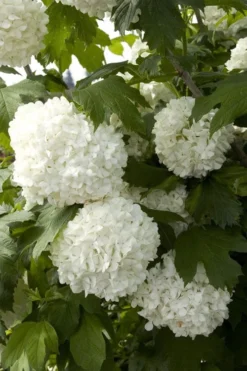 Eastern Snowball Viburnum Bush - 1 Gallon Pot -Bloom Haven viburnum opulus sterile eastern snowball 2