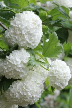 Eastern Snowball Viburnum Bush - 1 Gallon Pot -Bloom Haven viburnum opulus sterile eastern snowball 5