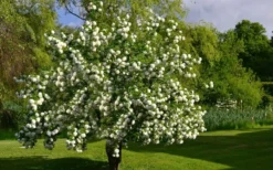 Eastern Snowball Viburnum Bush - 1 Gallon Pot -Bloom Haven viburnum opulus sterile eastern snowball 9