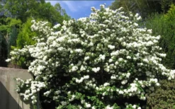 Japanese Snowball Bush (Viburnum Plicatum) - 2 Gallon Pot -Bloom Haven viburnum plicatum japanese snowball bush flowers 15