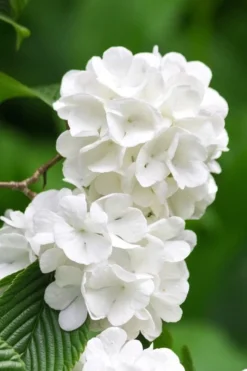 Japanese Snowball Bush (Viburnum Plicatum) - 2 Gallon Pot -Bloom Haven viburnum plicatum japanese snowball flowers 10