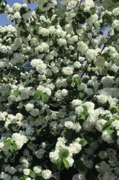 Japanese Snowball Bush (Viburnum Plicatum) - 2 Gallon Pot -Bloom Haven viburnum plicatum japanese snowball flowers 15