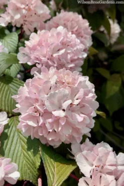 Kern's Pink Snowball Viburnum Bush - 2 Gallon Pot 10 Kern's Pink Snowball Viburnum Bush - 2 Gallon Pot -Bloom Haven viburnum plicatum kerns pink snowball 3