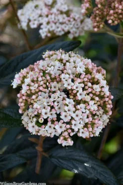 Prague Viburnum - 1 Gallon Pot -Bloom Haven viburnum pragense prague 2 1