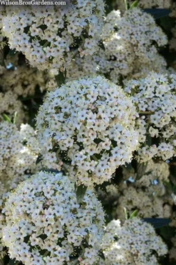 Prague Viburnum - 1 Gallon Pot -Bloom Haven viburnum pragense prague 5 1