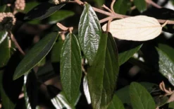 Prague Viburnum - 1 Gallon Pot -Bloom Haven viburnum pragense prague 7 1