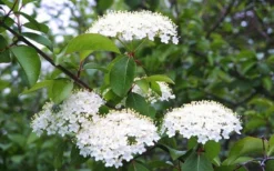 Blackhaw Viburnum - 2 Gallon Pot -Bloom Haven viburnum prunifolium black haw 4 1
