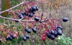 Blackhaw Viburnum - 2 Gallon Pot -Bloom Haven viburnum prunifolium black haw 5 1