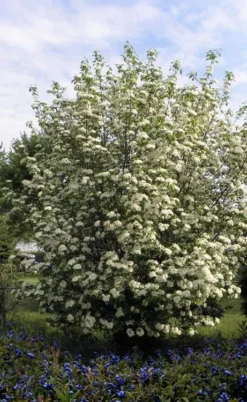 Blackhaw Viburnum - 2 Gallon Pot -Bloom Haven viburnum prunifolium black haw 7 1